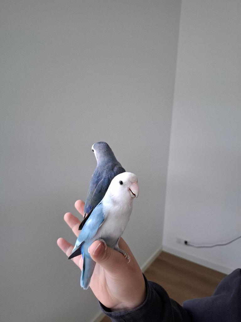 Agaponis, Dieren en Toebehoren, Vogels | Parkieten en Papegaaien, Meerdere dieren, Parkiet, Geringd