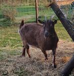 Lieve geit, Dieren en Toebehoren, Vrouwelijk, Geit, 3 tot 5 jaar