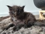 Maine Coon Kittens, Dieren en Toebehoren, Katten en Kittens | Raskatten | Langhaar, Meerdere dieren, Ontwormd, 0 tot 2 jaar
