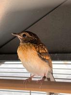 schamalijster pop  juni 2025, Dieren en Toebehoren, Vrouwelijk, Tropenvogel, Geringd