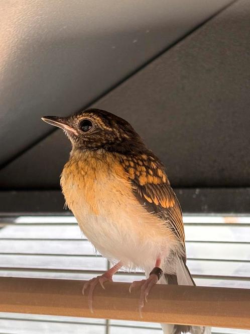 schamalijster pop  juni 2025, Dieren en Toebehoren, Vogels | Overige Vogels, Tropenvogel, Vrouwelijk, Geringd