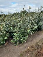 Olijfwilg 60/80cm tm 120/140 Elaeagnus ebbingei en Compacta, Ophalen