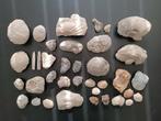 Verzameling fossielen, Verzamelen, Mineralen en Fossielen, Ophalen of Verzenden, Fossiel
