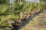 Trachycarpus wagnerianus palmboom, Tuin en Terras, Planten | Bomen, Minder dan 100 cm, Volle zon, Ophalen, Palmboom