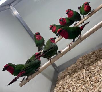 Roodkop papegaai amadines  beschikbaar voor biedingen