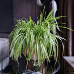 Grote graslelie, Ophalen, Halfschaduw, Minder dan 100 cm