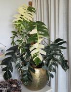 Epipremnum pinnatum albo variegata grote plant, Ophalen, In pot, Minder dan 100 cm, Volle zon