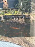 Goudvissen en Goudwinde vijvervissen, Minder dan 80 cm, Overige typen, Rond, Ophalen of Verzenden