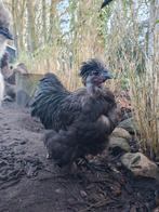 USA Zijdehoen Show Girl/ Showgirl haan, Mannelijk, Kip