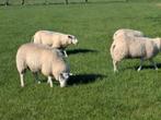 Pracht koppel Swifter ooien, 6 overjarige en 9 oooilammeren, Dieren en Toebehoren, Schapen, Geiten en Varkens, Meerdere dieren
