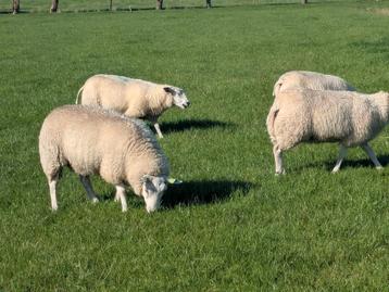 Pracht koppel Swifter ooien, 6 overjarige en 9 oooilammeren  beschikbaar voor biedingen