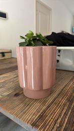 Oud roze vaas, Ophalen, Rond, Zo goed als nieuw, Minder dan 25 cm