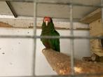 Te koop twee overjarige pyrrhura rhodocefala zonder dna, Dieren en Toebehoren, Vogels | Parkieten en Papegaaien, Mannelijk, Parkiet