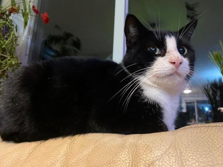 Kat Kuro  zoekt eigen thuis., Dieren en Toebehoren, Katten en Kittens | Overige Katten, Kortharig, Kater, 0 tot 2 jaar