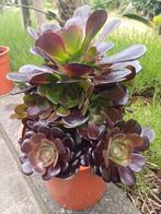 aeoniumplanten, Tuin en Terras, Vaste plant, Halfschaduw, Zomer, Ophalen