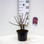 Viburnum bodnantense Charles Lamont' Sneeuwbal winterbloeier, Overige soorten, Vaste plant, Ophalen of Verzenden, Halfschaduw