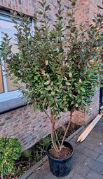 Elaeagnus Ebbingei olijfwilg 🌳 meerstammig 🌳, Tuin en Terras, Planten | Bomen, Ophalen, Volle zon, Overige soorten, 100 tot 250 cm