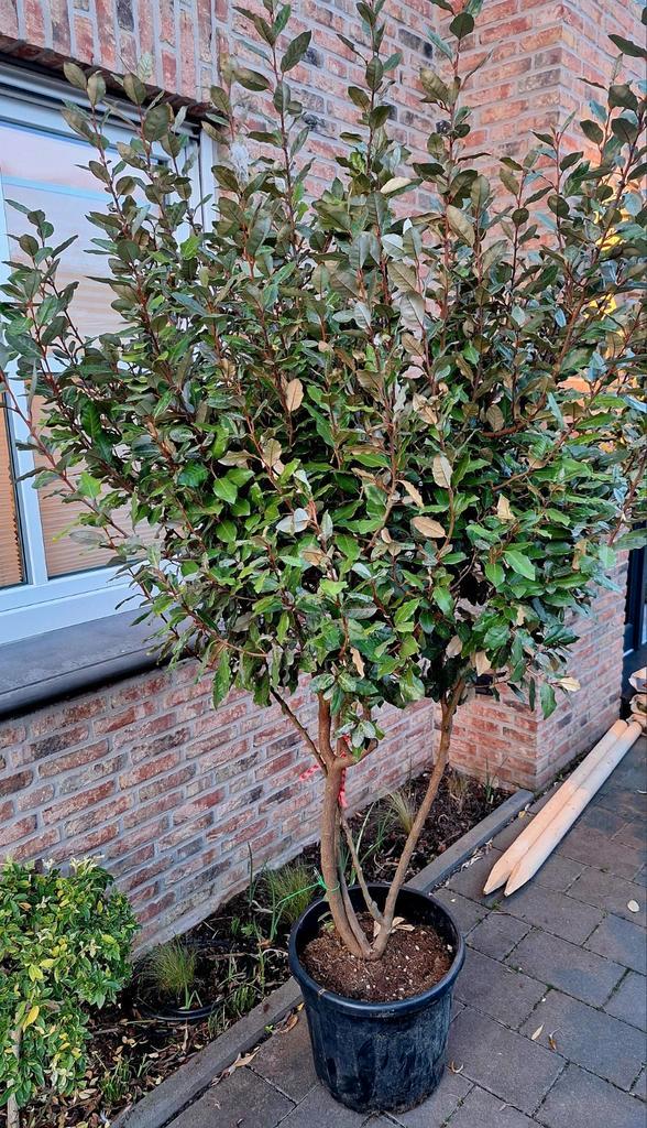 Elaeagnus Ebbingei olijfwilg 🌳 meerstammig 🌳, Tuin en Terras, Planten | Bomen, Overige soorten, 100 tot 250 cm, Volle zon, Ophalen