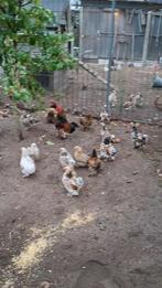 Cochin kuikens te koop, Dieren en Toebehoren, Meerdere dieren, Kip