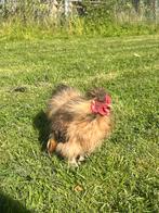 Zijdehoender haan, Dieren en Toebehoren, Pluimvee, Mannelijk, Kip