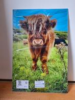 Schotse hooglander kalf, op polycarbonaat plaat NIEUW!, Ophalen, Minder dan 50 cm, 50 tot 75 cm, Nieuw
