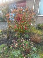 Red Robin Glansmispel GRATIS af te halen in Berkel en Rodenr, Overige soorten, Vaste plant, Ophalen of Verzenden, Halfschaduw