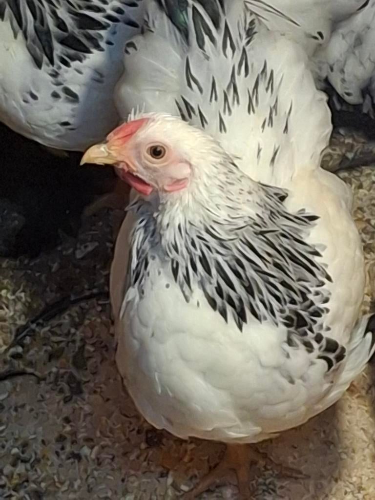 Wyandotte krielen Columbia haan + hen te koop. Jonge dieren!, Dieren en Toebehoren, Meerdere dieren, Kip