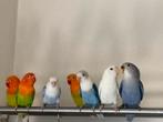 Prachtige Hand Tamme Lieve Agapornis Dwergpapegaai Lovebird, Dieren en Toebehoren, Vogels | Parkieten en Papegaaien, Meerdere dieren