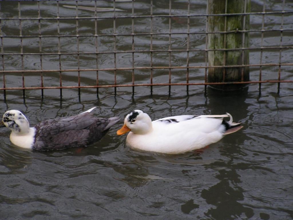 Oud-Hollandse kwaker | Gezonde siereenden | Deskundig advies, Meerdere dieren, Eend
