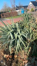 Yucca planten GRATIS, Tuin en Terras, Planten | Bomen, Overige soorten, 100 tot 250 cm, Zomer, Ophalen