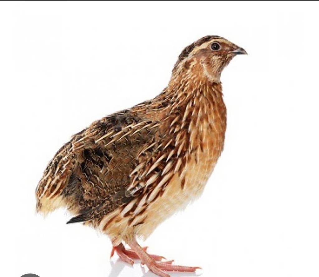 GEZOCHT broedeieren japanse kwartels!, Dieren en Toebehoren, Geslacht onbekend, Overige soorten