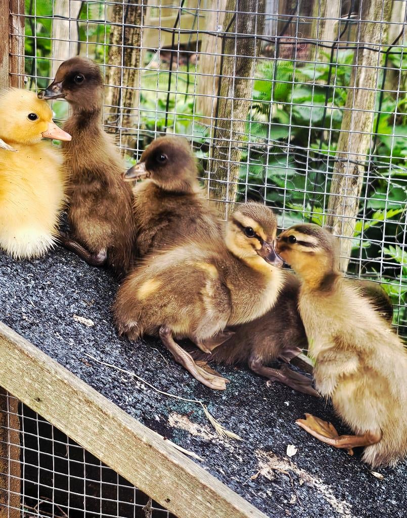 Baby loopeenden (nog 2 beschikbaar), Meerdere dieren, Eend