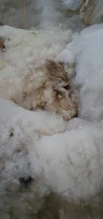 Mooie verse schapenwol wit en bruin/blauw/grijs, Hobby en Vrije tijd, Ophalen of Verzenden, Nieuw, Spinwol