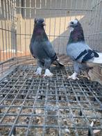 Super takla, Dieren en Toebehoren, Vogels | Duiven