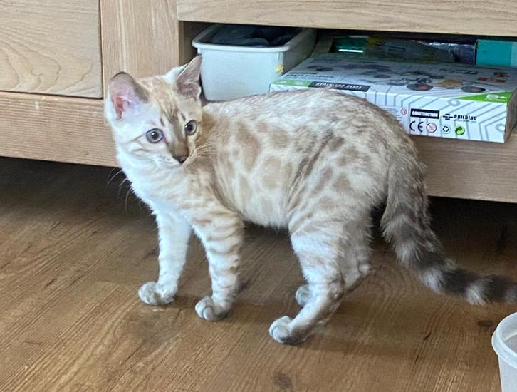 Bengaal Katerje met stamboom, Dieren en Toebehoren, Katten en Kittens | Raskatten | Korthaar, Kater, 0 tot 2 jaar, Met stamboom