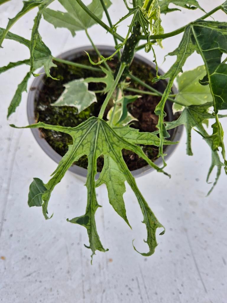 Cnidoscolus aconitifolius (Chaya plant) p13, Ophalen of Verzenden, Halfschaduw, Minder dan 100 cm