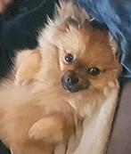 Pomchi dekreu 1 jaar (absoluut niet te koop!), Parvo, 1 tot 2 jaar, Eén hond, Nederland