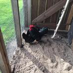 Broedeieren Barneveldse kriel goud kleurig, Meerdere dieren, Kip