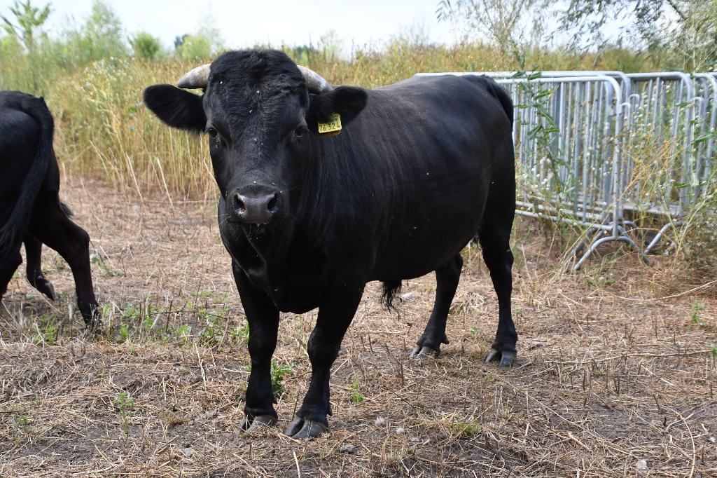 Mini koe-tjes en alpaca's, Meerdere dieren, 0 tot 2 jaar