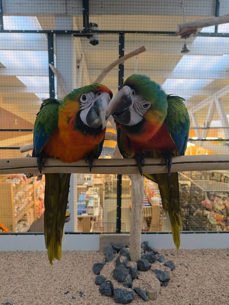 Jonge Baby Catalina Ara´s | Lief | Getest | Niewsgierig, Dieren en Toebehoren, Vogels | Parkieten en Papegaaien, Papegaai, Meerdere dieren