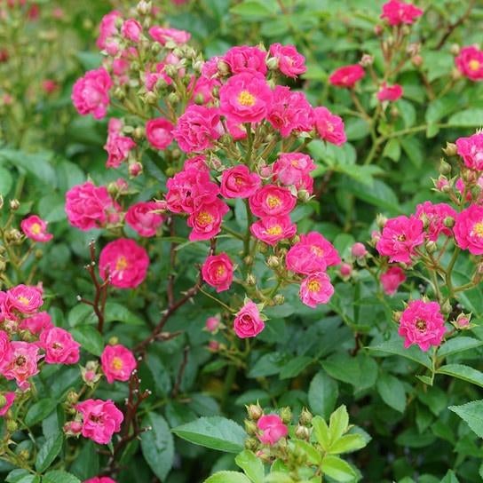 Roos The Lovely Fairy (rozerood) bloeit van mei tot november, Tuin en Terras, Planten | Tuinplanten, Volle zon, Vaste plant, Zomer