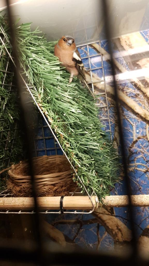 Vinken koppel, Meerdere dieren