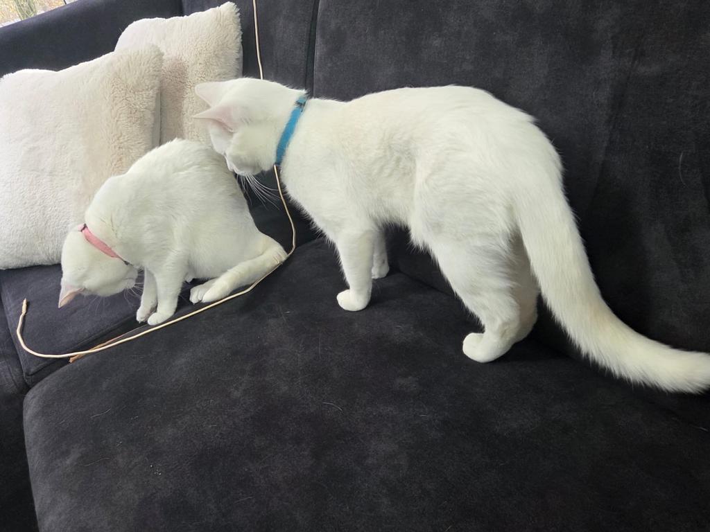 Moederkat met 2 jonge katten, Poes