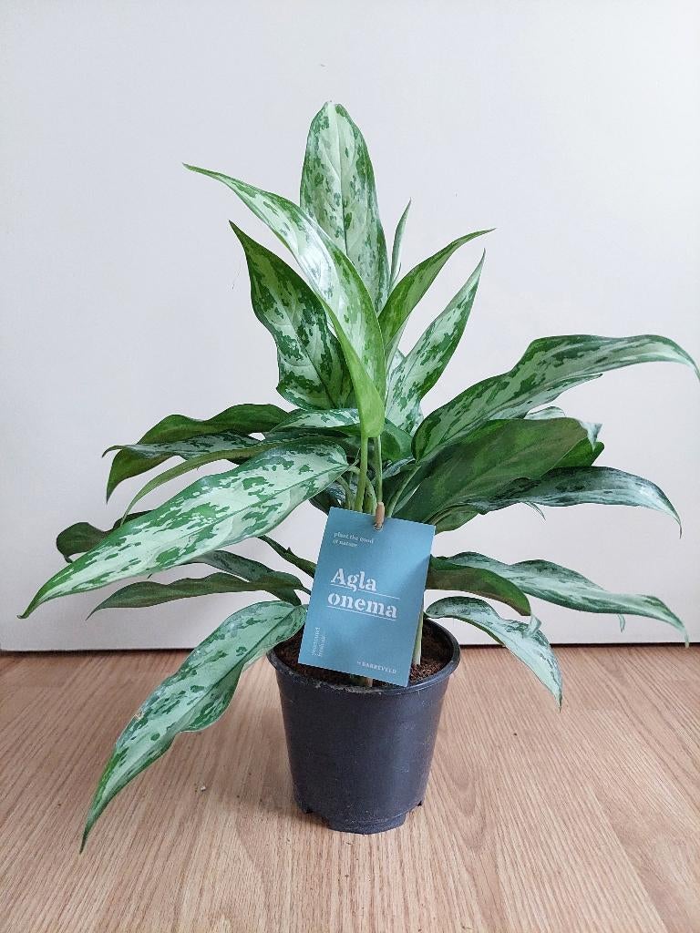 Aglaonema 'Silver Queen' - Chinese Evergreen H: 45 cm., Ophalen, Overige soorten, Halfschaduw, Minder dan 100 cm