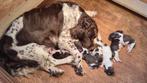 Mooie Engelse Springer Spaniel pups te koop., 8 tot 15 weken, Meerdere, Meerdere dieren, Spaniël