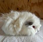 Jong cavia 🩷vrouwtje borstelmixje, Januari, Vrouwelijk, Cavia