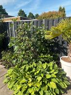 Grote vijgenstruik, zelf uit te graven, Tuin en Terras, Planten | Fruitbomen, Ophalen, 100 tot 250 cm, Vijgenboom, Lente