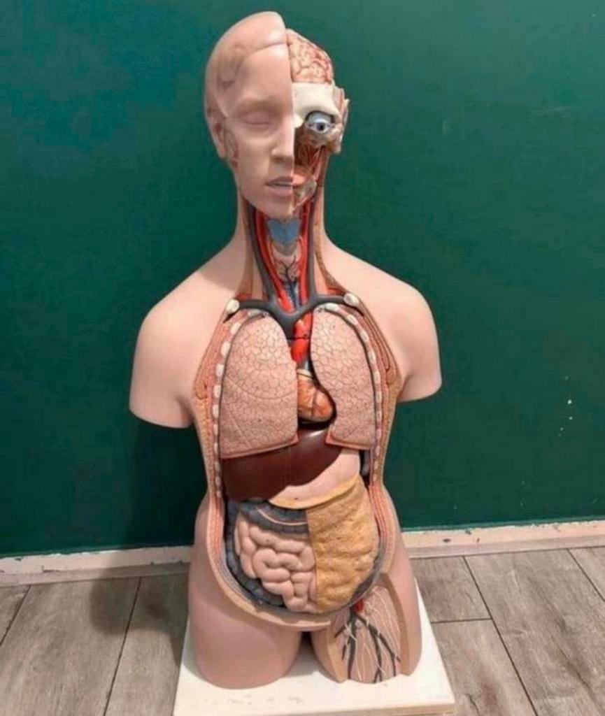 anatomisch model, Ophalen