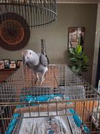 Te koop grijze roodstaart, Dieren en Toebehoren, Vogels | Parkieten en Papegaaien