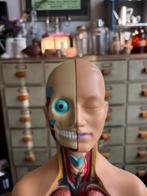 Anatomisch torso model, educatief menselijk lichaam., Ophalen of Verzenden